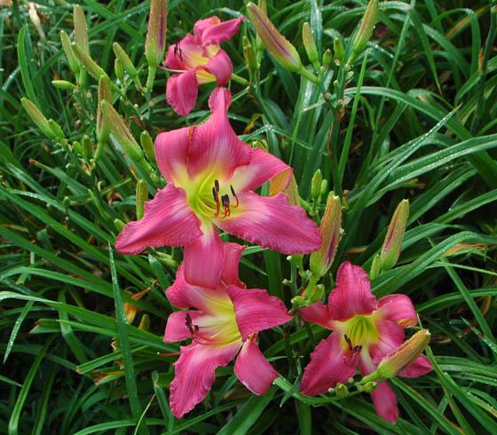 Neon Flamingo clump 623